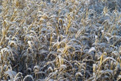 Herbe sèche d'automne sous la neige Images stock Herbe sèche d'automne sous la neige Images stock