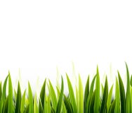 Herbe verte de beauté pour vous conception illustration stock Herbe verte de beauté pour vous conception illustration stock