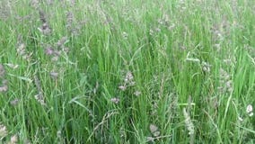 Herbe verte de glomerata de Dactylis de dactyle pelotonné dans la longueur de fermeture d'appareil-photo horizontal de panorama d banque de vidéos Herbe verte de glomerata de Dactylis de dactyle pelotonné dans la longueur de fermeture d'appareil-photo horizontal de panorama d banque de vidéos