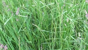 Herbe verte de glomerata de Dactylis de dactyle pelotonné dans la longueur de fermeture d'appareil-photo vertical de panorama de banque de vidéos Herbe verte de glomerata de Dactylis de dactyle pelotonné dans la longueur de fermeture d'appareil-photo vertical de panorama de banque de vidéos