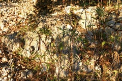 Herbe verte et branches d'arbre brunes sur une colline rocheuse photo stock Herbe verte et branches d'arbre brunes sur une colline rocheuse photo stock