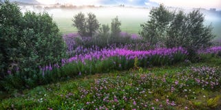 Herbes de saule dans un paysage brumeux photo libre de droits Herbes de saule dans un paysage brumeux photo libre de droits