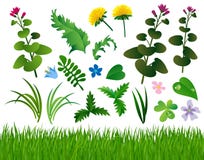 Herbs and wild flowers set on white. Horizontal grass background. There is in addition a vector format EPS 8 royalty free illustration Herbs and wild flowers set on white. Horizontal grass background. There is in addition a vector format EPS 8 royalty free illustration