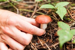 Herbst, der Pilze im Wald auswählt lizenzfreie stockbilder Herbst, der Pilze im Wald auswählt lizenzfreie stockbilder