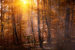 Herbst Treetops im Fallwald mit Nebelhimmel und -sonnenlicht durch die Herbstbaumaste Rot und Orange f?rbt Efeublattnahaufnahme K lizenzfreie stockfotos Herbst Treetops im Fallwald mit Nebelhimmel und -sonnenlicht durch die Herbstbaumaste Rot und Orange f?rbt Efeublattnahaufnahme K lizenzfreie stockfotos