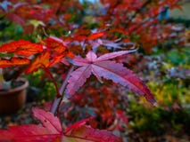 Herbstblätter auf dem Baum lizenzfreies stockbild Herbstblätter auf dem Baum lizenzfreies stockbild