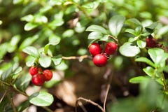 Herbstlandwirtschaft Lingonberry, Preiselbeerbusch Natürliche immergrüne Waldnahrung stockfoto Herbstlandwirtschaft Lingonberry, Preiselbeerbusch Natürliche immergrüne Waldnahrung stockfoto