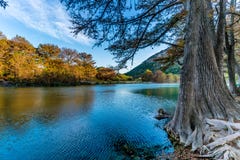Herbstlaub auf dem haarscharfen Frio-Fluss in Texas stockbilder Herbstlaub auf dem haarscharfen Frio-Fluss in Texas stockbilder