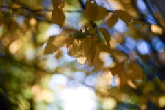 Herbstlaub-Blätter färben Bokeh gelb lizenzfreie stockfotos Herbstlaub-Blätter färben Bokeh gelb lizenzfreie stockfotos