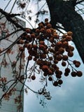 Herbstschwingungen lizenzfreie stockfotos Herbstschwingungen lizenzfreie stockfotos