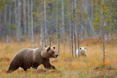 Herbstwald mit Bärenjungem mit Mutter Schöner Babybraunbär hiden im Waldgefährlichen Tier im Naturwald und -met lizenzfreie stockfotografie Herbstwald mit Bärenjungem mit Mutter Schöner Babybraunbär hiden im Waldgefährlichen Tier im Naturwald und -met lizenzfreie stockfotografie