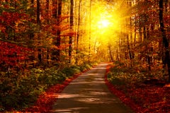Herbstwald mit dem Fu?weg, der in die Szene f?hrt Sonnenlichtstrahlen durch die Herbstbaumaste Kopieren Sie Platz lizenzfreies stockfoto Herbstwald mit dem Fu?weg, der in die Szene f?hrt Sonnenlichtstrahlen durch die Herbstbaumaste Kopieren Sie Platz lizenzfreies stockfoto