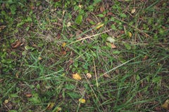 Herbstwaldgras mit Blättern, Draufsicht Raum f?r Text Hintergrund lizenzfreies stockbild Herbstwaldgras mit Blättern, Draufsicht Raum f?r Text Hintergrund lizenzfreies stockbild