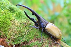 Hercules beetle Royalty Free Stock Photo Hercules beetle Royalty Free Stock Photo