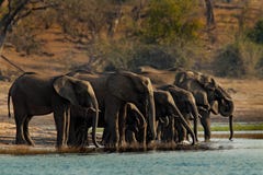 A herd of African elephants drinking at a waterhole lifting their trunks, Chobe National park, Botswana, Africa stock photo A herd of African elephants drinking at a waterhole lifting their trunks, Chobe National park, Botswana, Africa stock photo