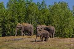 a herd of Asian Elephants with a young calf royalty free stock image a herd of Asian Elephants with a young calf royalty free stock image