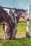 Herd of Beautiful Young Horses Graze on the Farm Ranch Stock Images Herd of Beautiful Young Horses Graze on the Farm Ranch Stock Images