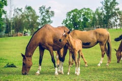 Herd of brown horses grazing in a pasture stock image Herd of brown horses grazing in a pasture stock image