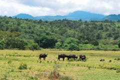 A herd of Buffaloes at Arusha National Park, Tanzania royalty free stock image A herd of Buffaloes at Arusha National Park, Tanzania royalty free stock image