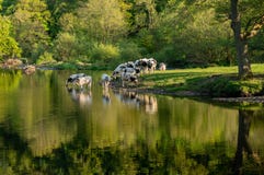 Cows in River Dee outside Llangollen in Wales stock photo Cows in River Dee outside Llangollen in Wales stock photo