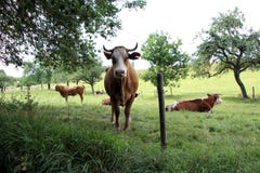Herd of cows grazing stock images Herd of cows grazing stock images