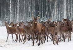 A Herd Of Deer Of Different Sexes And Different Ages, Led By A Curious Young Male In The Foreground.Deer Stag Cervus Elaphus Clo