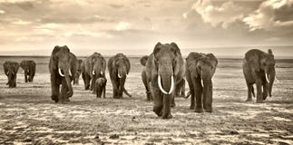 Herd of elephants walking group on the African savannah at photographer