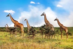 A herd of giraffes in the African savannah on the clouds background. Serengeti National Park . Tanzania stock photography A herd of giraffes in the African savannah on the clouds background. Serengeti National Park . Tanzania stock photography