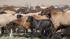A herd of goats and sheep are running across the field, raising dust. Wool and down of pets. Cattle breeding