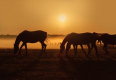 Herd of horses grazing in a field on a background of fog and sunrise stock photo Herd of horses grazing in a field on a background of fog and sunrise stock photo
