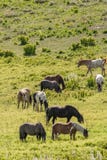 Herd of horses grazing in field stock photo Herd of horses grazing in field stock photo