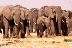 Herd Of Elephants. Royalty Free Stock Images