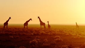 Herd Of Giraffes At Sunrise Stock Photography