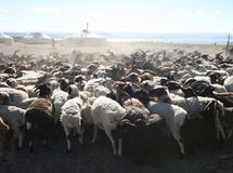 Herd Of Goats Stock Photos
