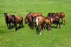 Herd Of Horses Stock Photos