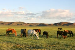 Herd Of Horses Stock Images