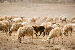 Herd Of Sheep On Dry Land Stock Photos