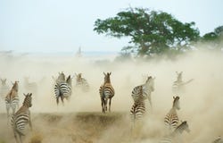 Herd Of Zebras (African Equids) Stock Photography Herd Of Zebras (African Equids) Stock Photography