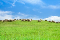 Herd of sheep in sheep over blue sky royalty free stock photography Herd of sheep in sheep over blue sky royalty free stock photography