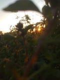 Sunset herbs stock photography Sunset herbs stock photography