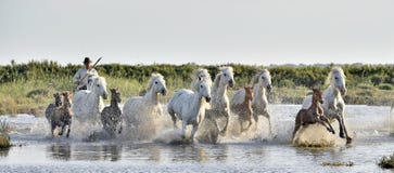 Herd of White Camargue Horses galloping through water swamps. royalty free stock photos Herd of White Camargue Horses galloping through water swamps. royalty free stock photos