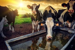 Herd of young calves drinking water stock photo Herd of young calves drinking water stock photo