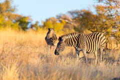 Herd of Zebras in the bush. royalty free stock photo Herd of Zebras in the bush. royalty free stock photo