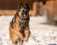 Herdehunden kör i den insnöade vintern arkivfoto Herdehunden kör i den insnöade vintern arkivfoto