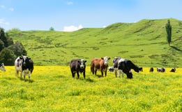 Hereford Cattle Grazing A Field Of Yellow Buttercup Stock Image