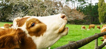 Hereford Cow Head. Stock Photos Hereford Cow Head. Stock Photos