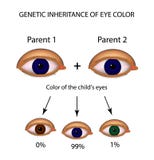 Herencia genética del color del ojo Brown, azul, ojos verdes Infografía Fotos de archivo Herencia genética del color del ojo Brown, azul, ojos verdes Infografía Fotos de archivo
