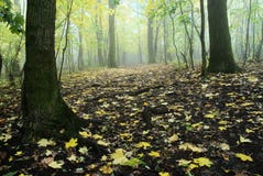 Herfst vergankelijk gematigd bos royalty-vrije stock fotografie Herfst vergankelijk gematigd bos royalty-vrije stock fotografie