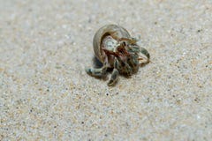 Hermit Crab stock photography Hermit Crab stock photography