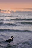 Heron In The Surf. Royalty Free Stock Images